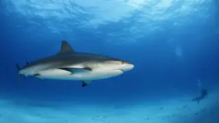 Крупная акула напала на молодую пару туристов в Австралии