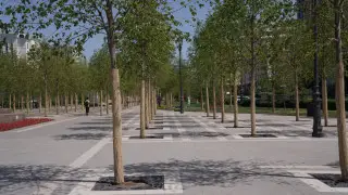 Депутат сравнил стоимость деревьев в Астане с пенсиями казахстанцев