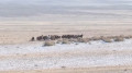 Нашествие волков наблюдается в Абайской области