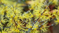 “Волшебное“ дерево показали на видео в Ботсаду Алматы