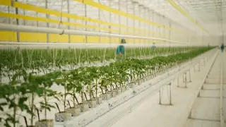 В Туркестанской области заработал новый современный тепличный комплекс