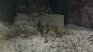 Жители Акмолинской области жалуются на нападения зараженных бешенством лис