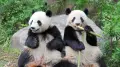 Из-за напряжённости между Токио и Пекином последние в Японии панды вернутся в Китай
