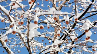 Морозы до 35 градусов надвигаются на Казахстан