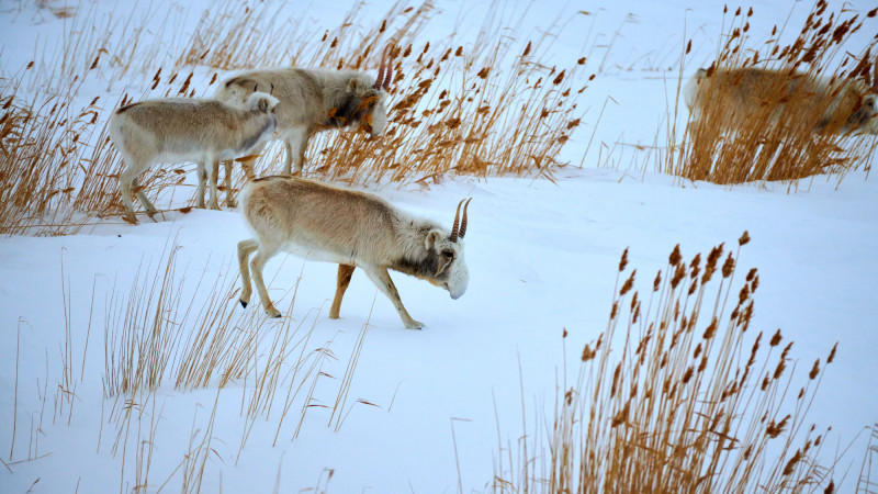 //$item->getThumbAlt()