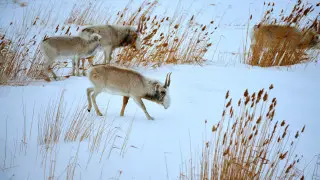 Министр рассказал, сколько сайгаков и когда Казахстан передаст Китаю