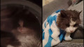 Видео с напуганным котом в работающей стиральной машине разгневало Казнет