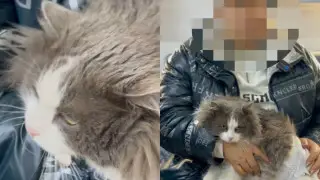 “Жестокость ради лайков“: полиция нашла хозяйку, поместившую кота в стиральную машину