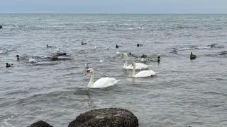 “Лебеди в декабре“: неожиданное видео на берегу Каспия удивило казахстанцев