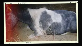 “Чип сработал“: 534 скотокрада задержано с начала 2025 года