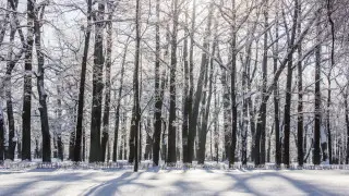 Сильные морозы, ветер и туман: синоптики объявили штормовые предупреждения