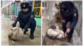 Спасенного краснокнижного пеликана передали полицейским в Семее