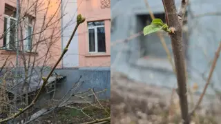 Теплая зима в Алматы “обманула“ природу: на деревьях распустились почки