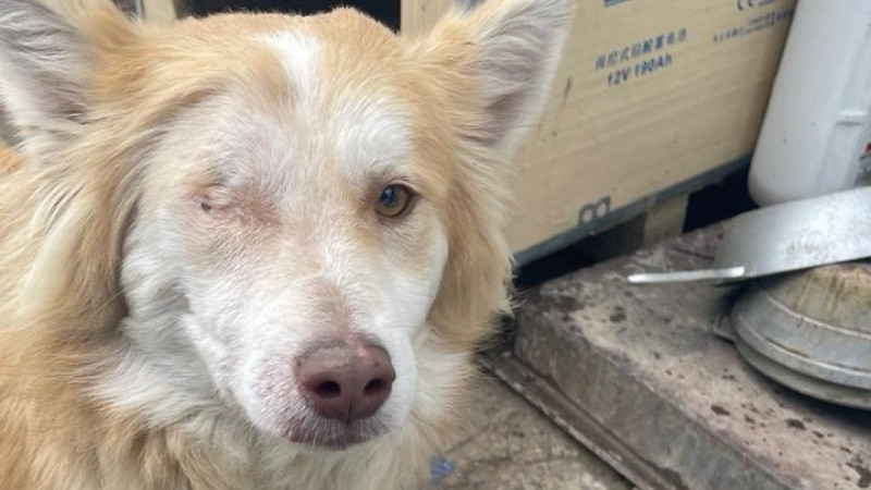 Фото предоставлено хозяйкой собаки