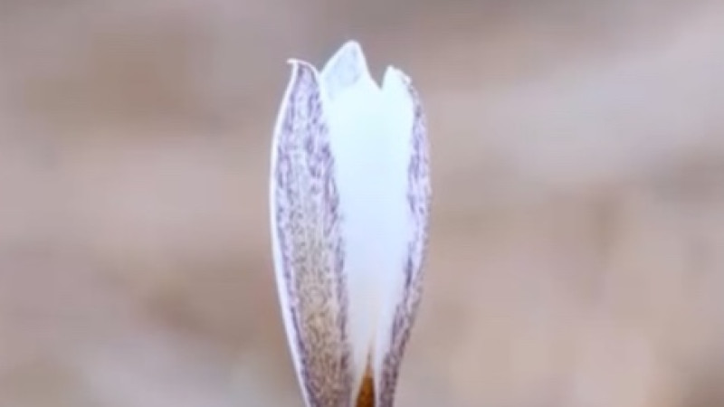 Кадры из видео