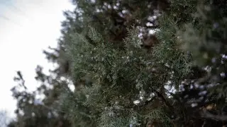 Какой будет погода в Астане, Алматы и Шымкенте в ближайшие дни