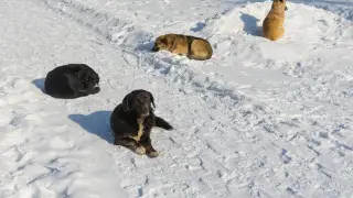 Жители Косшы опасаются за безопасность детей из-за бродячих собак