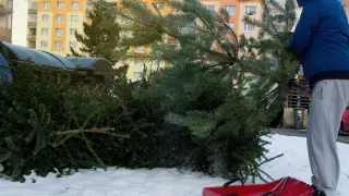 Алматинцев попросили не выбрасывать новогодние ёлки