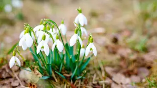 “Может сказаться на урожае“: специалист объяснил аномалию с подснежниками в Алматы