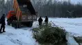 День вывоза ёлок прошел в Петропавловске