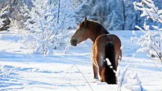 Морозы до −35 и сильные снегопады: погода резко изменится в Казахстане