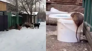 Стаи собак и крысы: Талдыкорган столкнулся с двойной проблемой