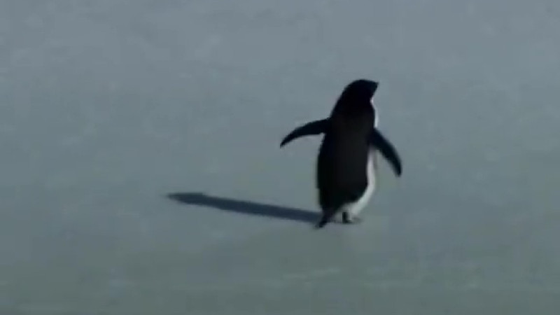 Кадр из видео