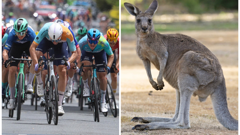 Фото: instagram.com/sprintcycling/depositphotos.com