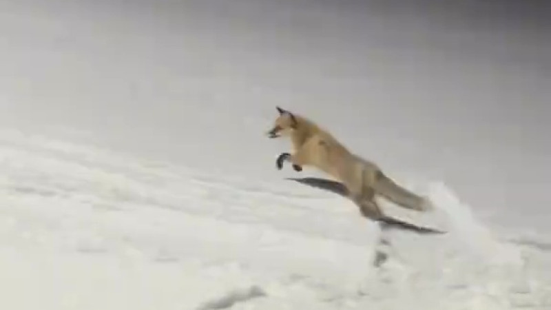 Кадр из видео