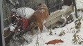 Алабай перепрыгнул во двор соседей и загрыз двух питомцев в Талдыкоргане