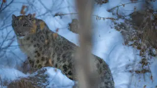 “Сначала был адреналин“: казахстанец заснял редкого хищника близ Алматы