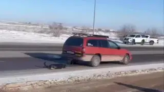 Астанчанин ехал на машине с привязанной собакой: на видео отреагировали в полиции