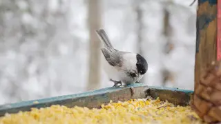 Серебряные волонтёры в Петропавловске помогают птицам пережить зиму