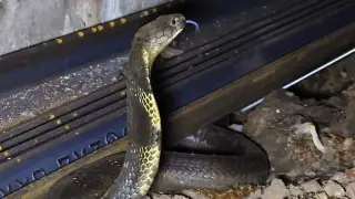 “Расширяют ареал“: ученые исследовали перемещение змей в поездах