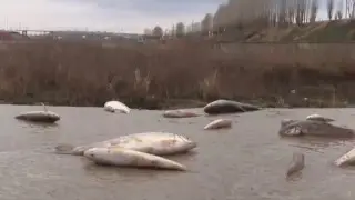 Сброс кислоты привел к массовой гибели рыбы в Шымкенте