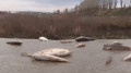 Сброс кислоты привел к массовой гибели рыбы в Шымкенте