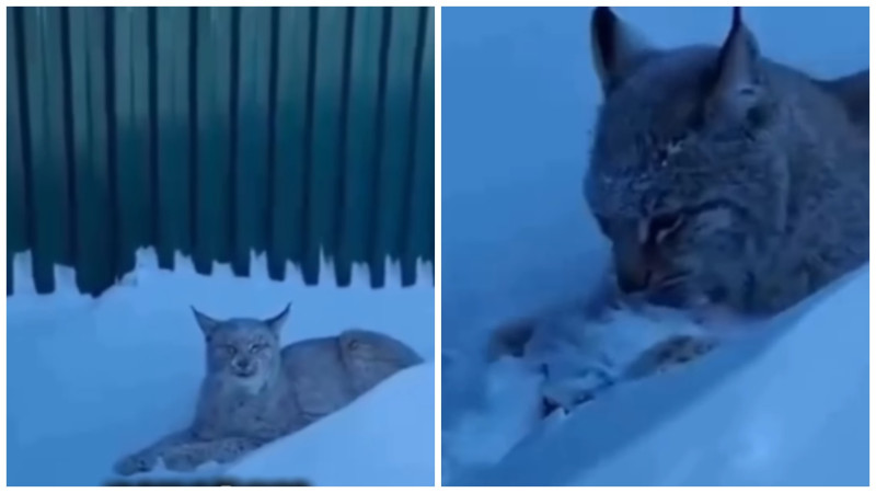 Кадры из видео