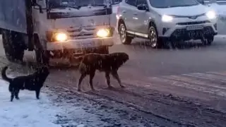 “Умнее некоторых людей“: собак на “пешеходке“ сняли на видео в Алматы