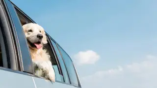 Назван самый популярный бренд авто среди собачников