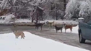 “Почувствовали кровь“: стаи агрессивных собак держат в страхе жителей в области Жетысу