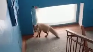 Попытка усыпить лису в Рудном закончилась трагически