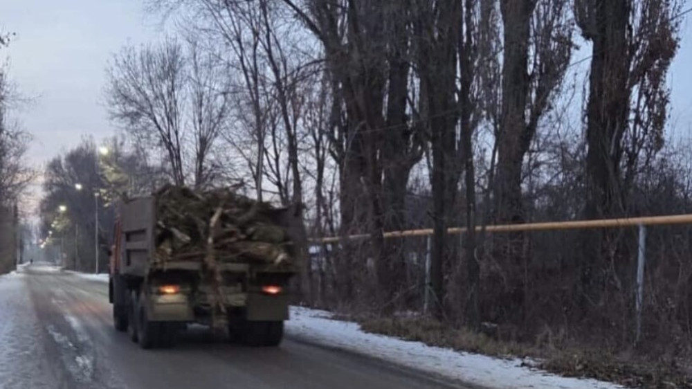 Видео со спиленными деревьями вызвало вопросы у жителей области Жетысу