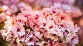 Казахстанцы отдохнут почти половину марта