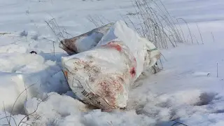 “Головы и лапы животных“: женщина обнаружила страшную находку в Караганде