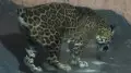 “Смотреть без боли невозможно“: “измученный“ вид ягуара объяснили в зоопарке Алматы