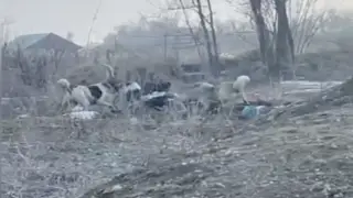 Стая собак едва не растерзала женщину в Алматинской области: стали известны подробности