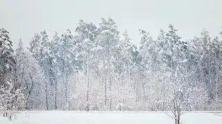 Снегопад, туман и ветер: штормовое предупреждение объявили по всей стране