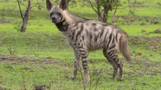 Краснокнижные гиены появились в зоопарке Караганды