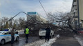 Огромное дерево рухнуло и перегородило дорогу в центре Алматы