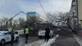 Огромное дерево рухнуло и перегородило дорогу в центре Алматы